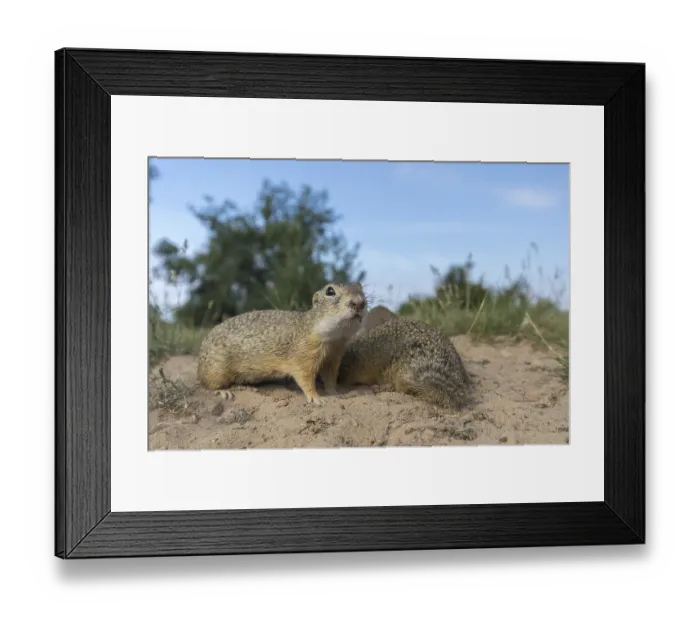 Framed Print : European ground squirrels (Spermophilus citellus)