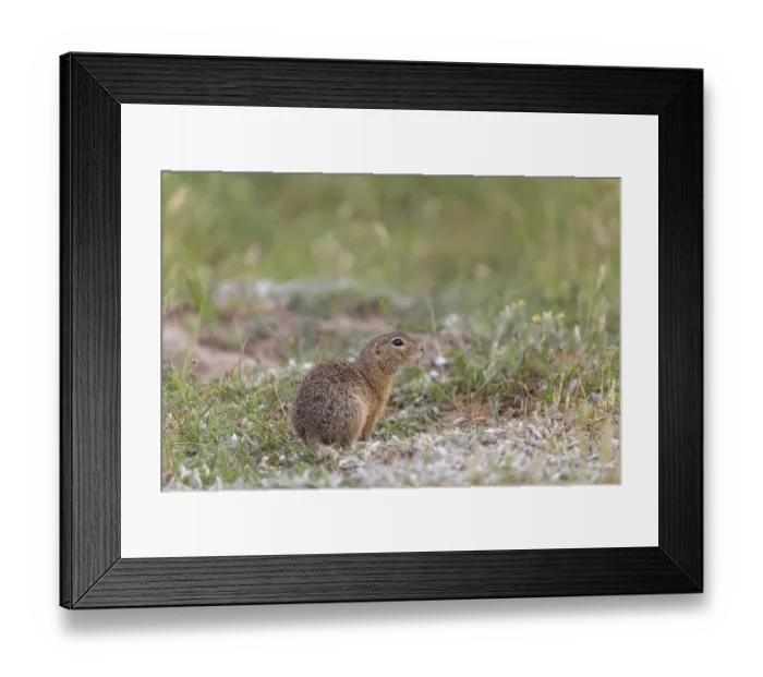 Framed Print : One European ground squirrels (Spermophilus citellus) or European souslik sitting in tall grass