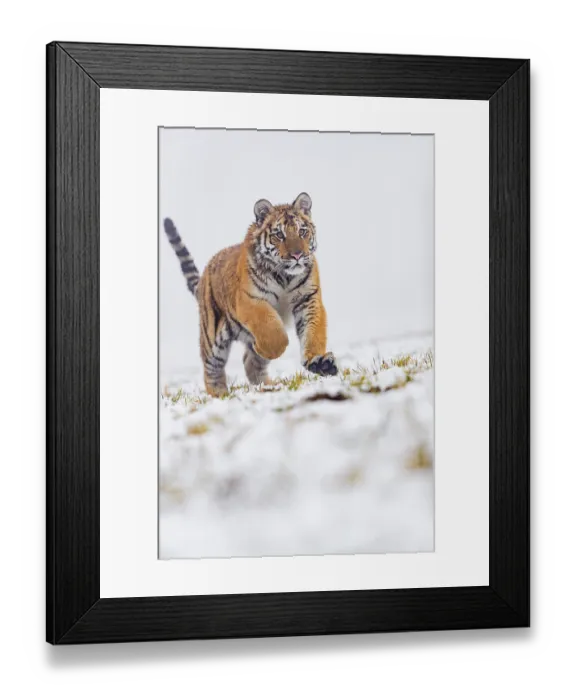Framed Print : One young Siberian Tiger, Panthera tigris altaica