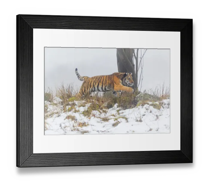 Framed Print : One young Siberian Tiger, Panthera tigris altaica