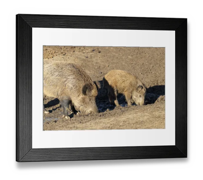 Framed Print : Two wild boars (Sus scrofa) drink water from the inlet of a small pond