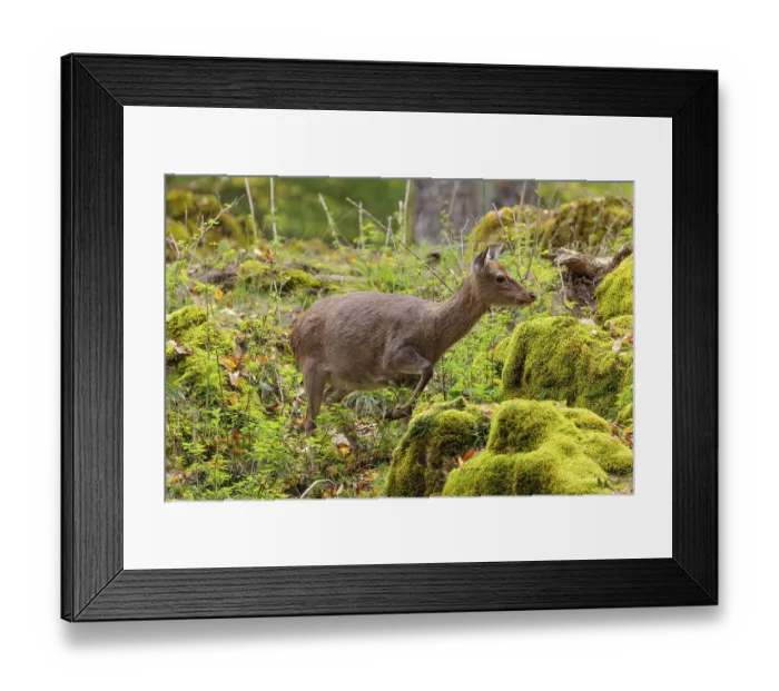 Framed Print : A female sika deer (Cervus nippon) Framed Print : A female sika deer (Cervus nippon)