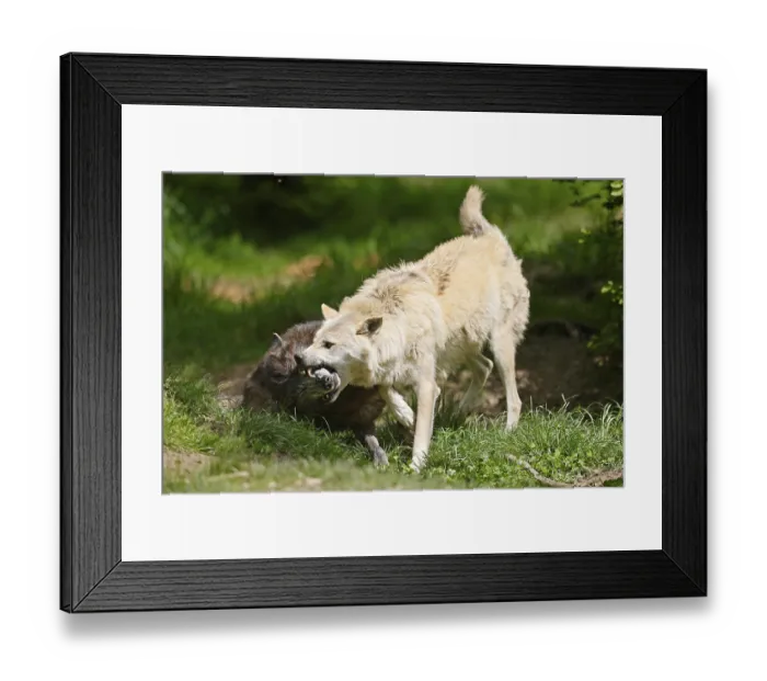 Framed Print : Timberwolf, American wolf (Canis lupus occidentalis) Framed Print : Timberwolf, American wolf (Canis lupus occidentalis)