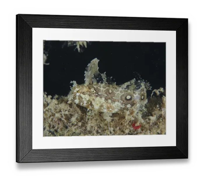 Framed Print : Well camouflaged sabre-tooth blenny (Petroscirtes mitratus) Framed Print : Well camouflaged sabre-tooth blenny (Petroscirtes mitratus)