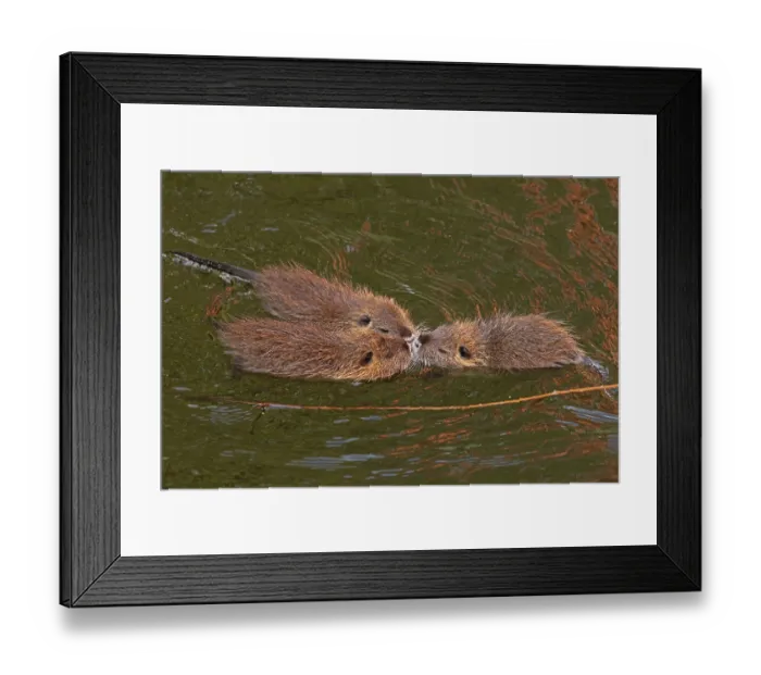 Framed Print : Three Nutria (Myocastor coypus) young animals poking their snouts together in the water