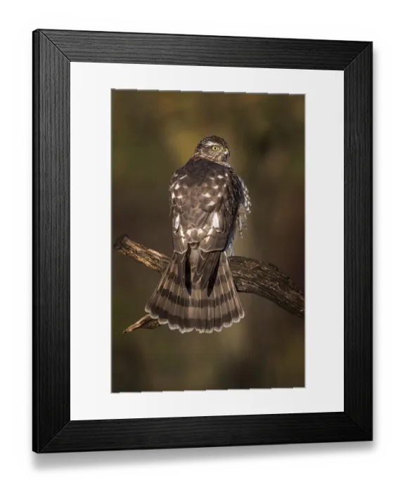 Framed Print : Eurasian sparrowhawk (Accipiter nisus)