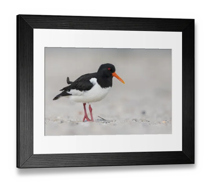 Framed Print : Eurasian oystercatcher (Haematopus ostralegus) Haligs Stork