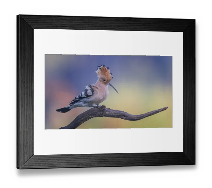 Framed Print : Hoopoe (Upupa epops) courting adult bird in its own territory Framed Print : Hoopoe (Upupa epops) courting adult bird in its own territory