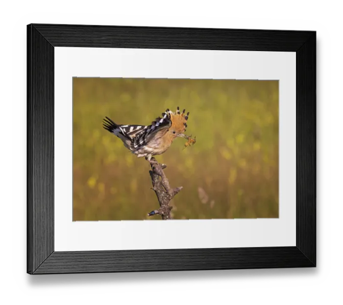 Framed Print : Hoopoe (Upupa epops) with food for the young birds Framed Print : Hoopoe (Upupa epops) with food for the young birds