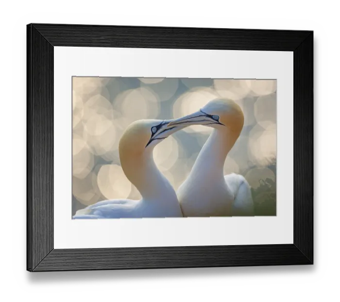 Framed Print : Northern gannet (Morus bassanus) Seabird