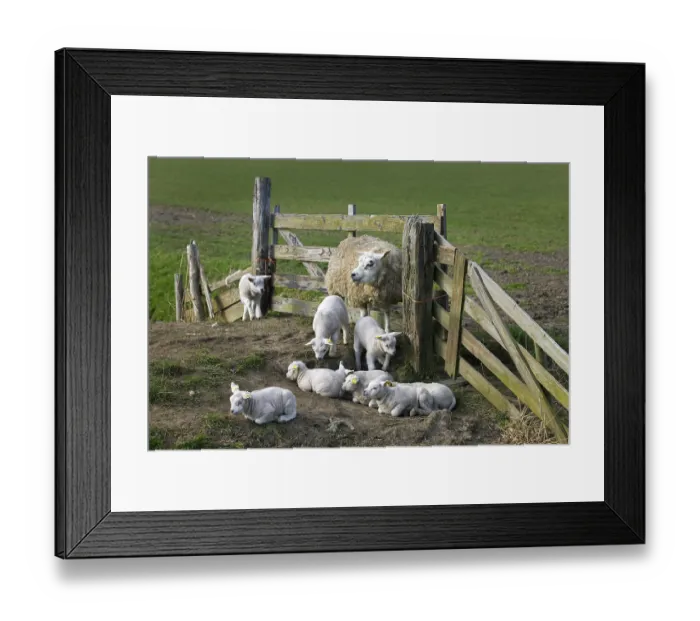 Framed Print : Texel domestic sheep (Ovis aries) ewe with lambs in corral