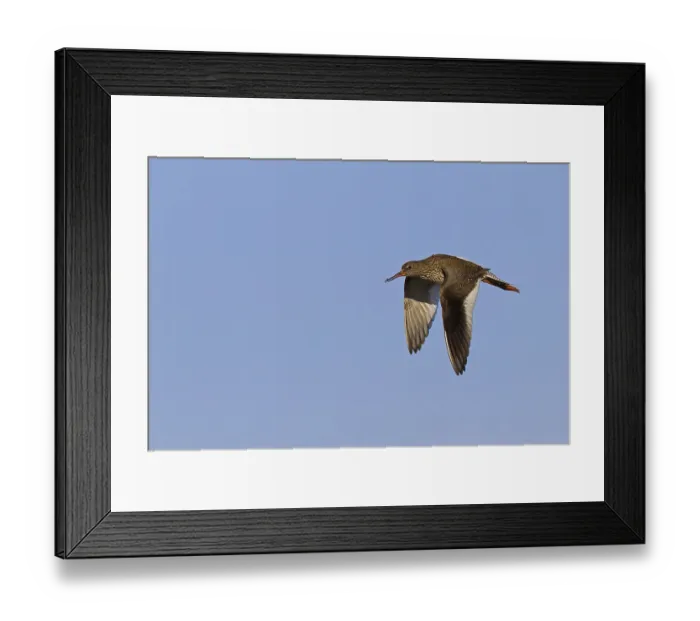 Framed Print : Common Redshank (Tringa totanus) in flight Framed Print : Common Redshank (Tringa totanus) in flight