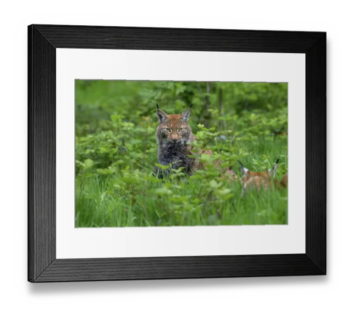Framed Print : Two juvenile Eurasian lynxes (Lynx lynx) with killed muskrat (Ondatra zibethicus) prey in thicket of forest Framed Print : Two juvenile Eurasian lynxes (Lynx lynx) with killed muskrat (Ondatra zibethicus) prey in thicket of forest