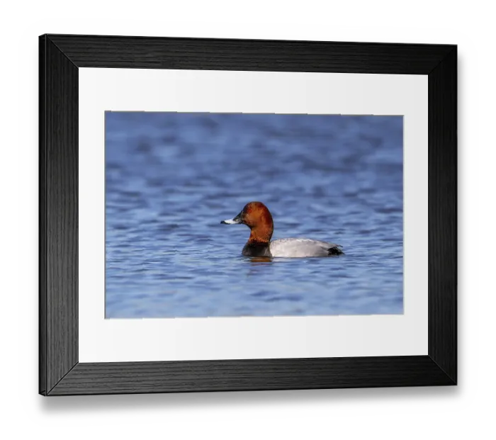 Framed Print : Common pochard, European pochard (Aythya farina) Framed Print : Common pochard, European pochard (Aythya farina)