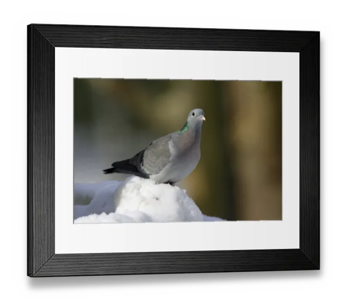 Framed Print : Stock Dove (Columba oenas), Bavaria