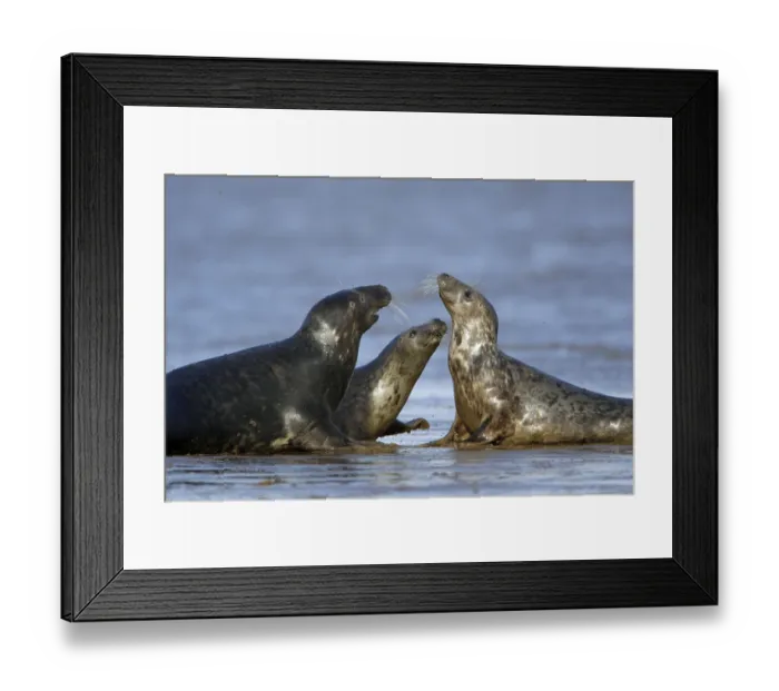 Framed Print : Grey Seals (Halichoerus grypus), England Framed Print : Grey Seals (Halichoerus grypus), England