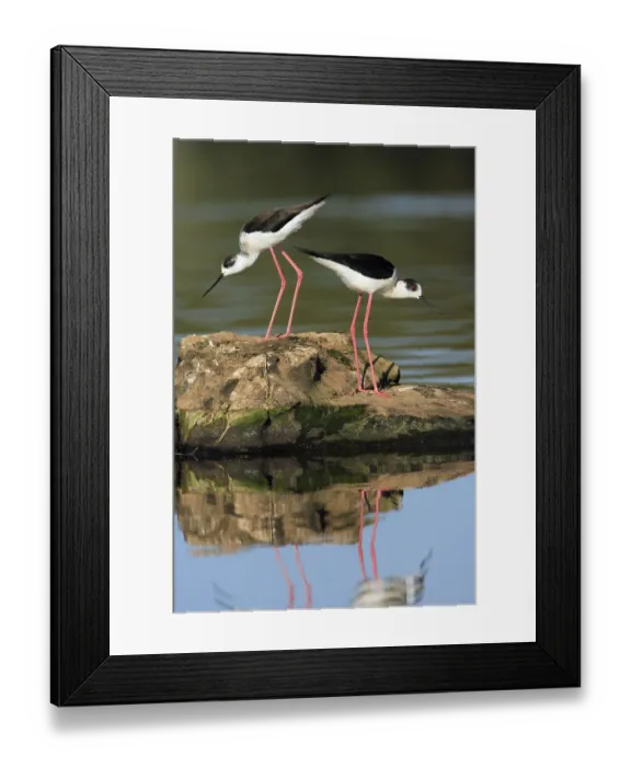 Framed Print : Black-winged Stilt (Himantopus himantopus) Framed Print : Black-winged Stilt (Himantopus himantopus)