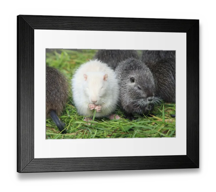 Framed Print : Nutrias (Myocastor coypus), youngs