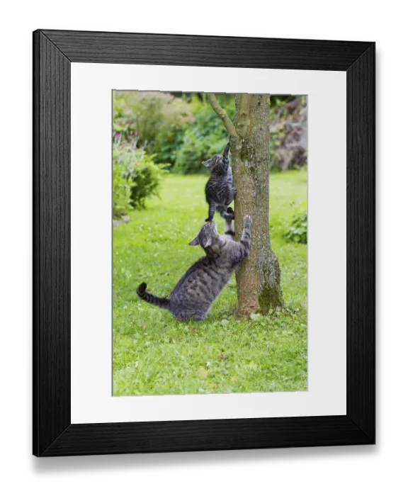 Framed Print : House cat with kitten, on tree trunk Framed Print : House cat with kitten, on tree trunk
