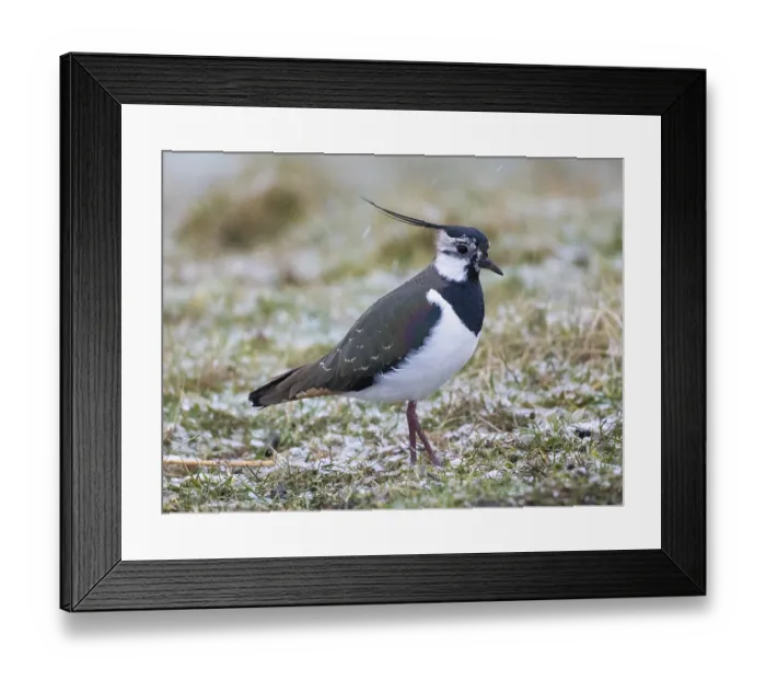 Framed Print : Northern Lapwing (Vanellus vanellus)