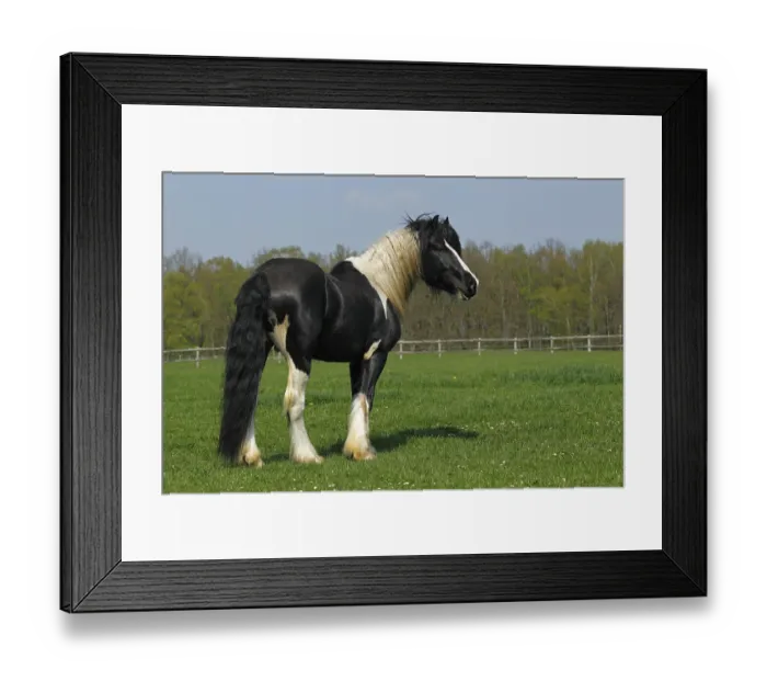 Framed Print : Gypsy Horse or Gypsy Vanner horse (Equus islandicus)