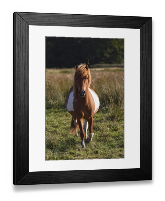 Framed Print : Iceland horse breed pony (Equus islandicus) Framed Print : Iceland horse breed pony (Equus islandicus)