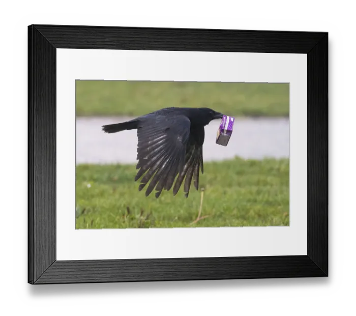 Framed Print : A carrion crow (Corvus corone) flies over a meadow with a sap packet in its beak Framed Print : A carrion crow (Corvus corone) flies over a meadow with a sap packet in its beak