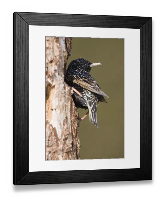 Framed Print : European Starling (Sturnus vulgaris) perched on a branch