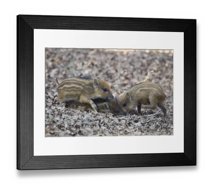 Framed Print : Wild boars (Sus scrofa), shoats