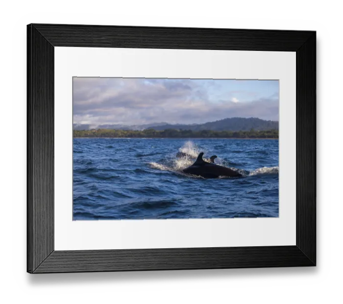 Framed Print : Pilot whales (Globicephala), Osa Peninsula