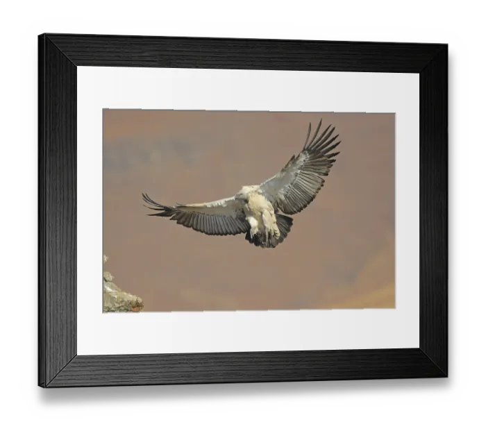 Framed Print : Cape vulture (Gyps coprotheres) in flight