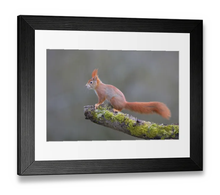 Framed Print : Squirrel (Sciurus vulgaris) standing on a branch covered with moss