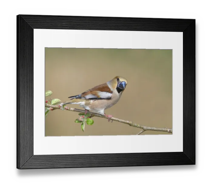 Framed Print : Hawfinch (Coccothraustes coccothraustes) Female sitting on an apple tree (Malus domestica) branch