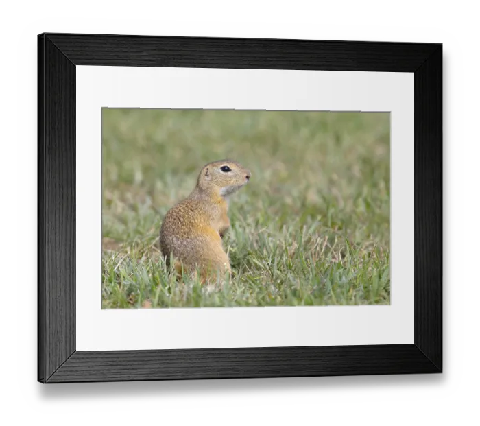 Framed Print : European ground squirrel (Spermophilus citellus)