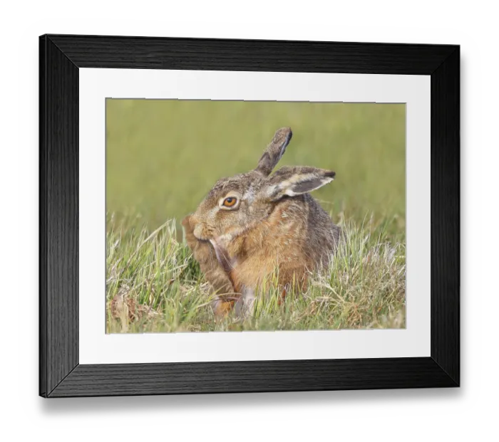 Framed Print : European hare (Lepus europaeus) resting in a meadow