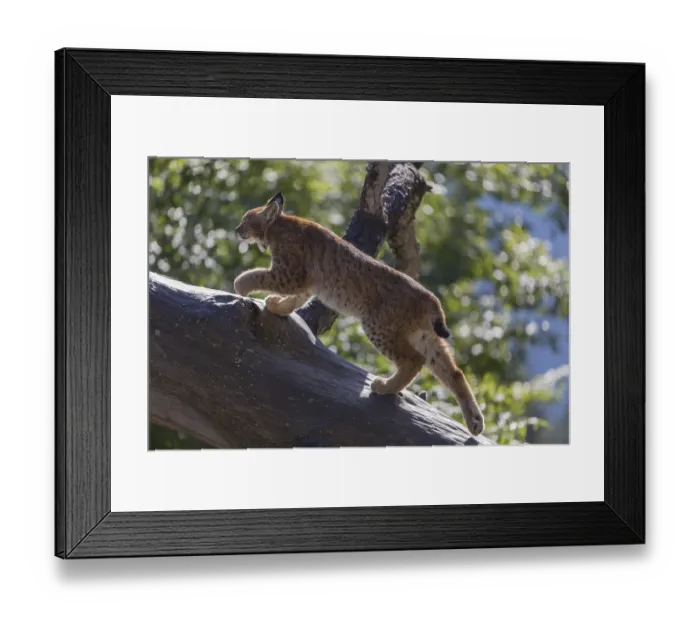 Framed Print : One Eurasian lynx, (Lynx lynx) Framed Print : One Eurasian lynx, (Lynx lynx)