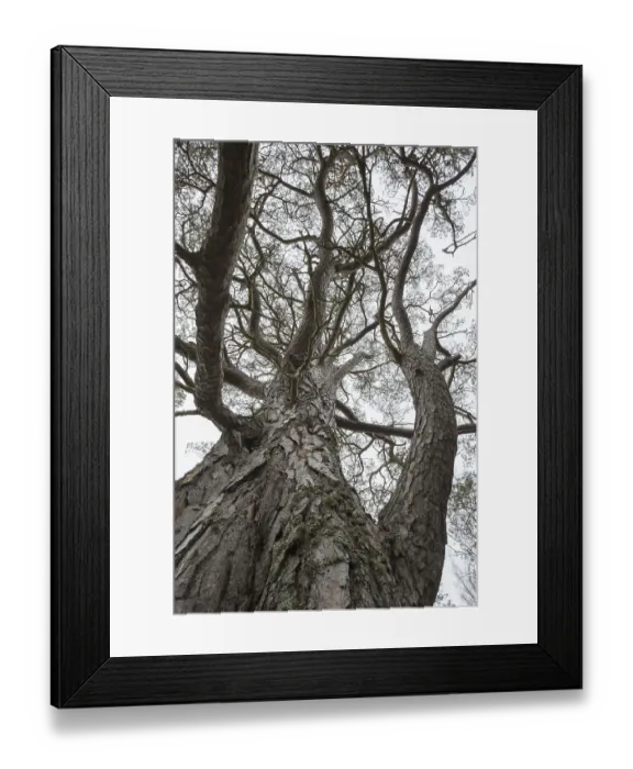 Framed Print : Worm's eye view over trunk and branches of old Scots pine (Pinus sylvestris) tree in Caledonian forest Framed Print : Worm's eye view over trunk and branches of old Scots pine (Pinus sylvestris) tree in Caledonian forest