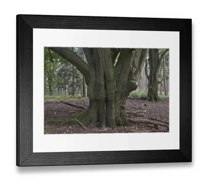 Framed Print : Common beeches (Fagus sylvatica) in mixed forest