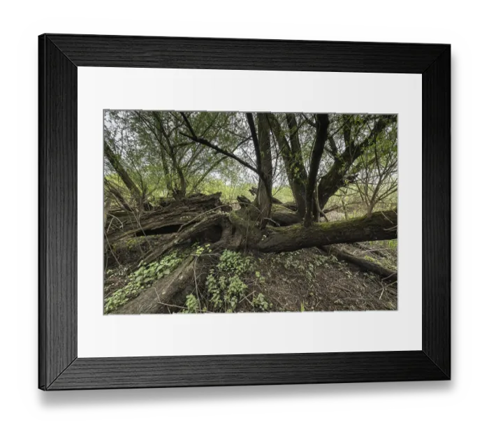 Framed Print : Old willows (Salix alba) in the quarry forest Framed Print : Old willows (Salix alba) in the quarry forest