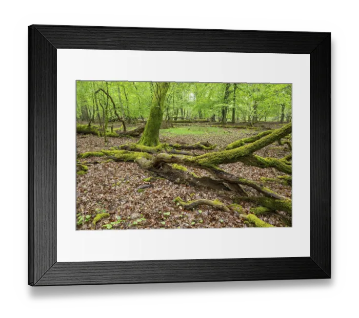 Framed Print : Near-natural deciduous forest, moss-covered deadwood