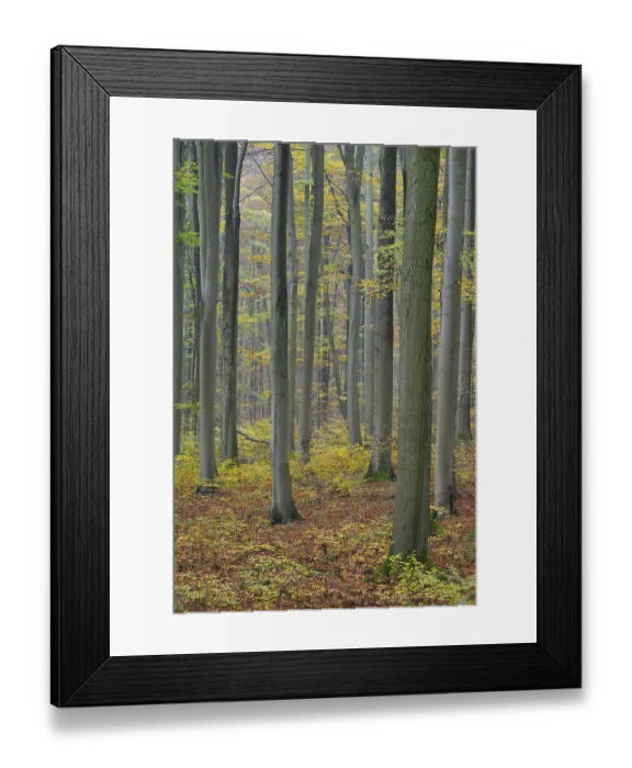 Framed Print : Near-natural deciduous forest in autumn with colourful leaves Framed Print : Near-natural deciduous forest in autumn with colourful leaves