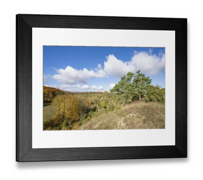 Framed Print : Juniper heath in autumn, common pine (Pinus sylvestris)