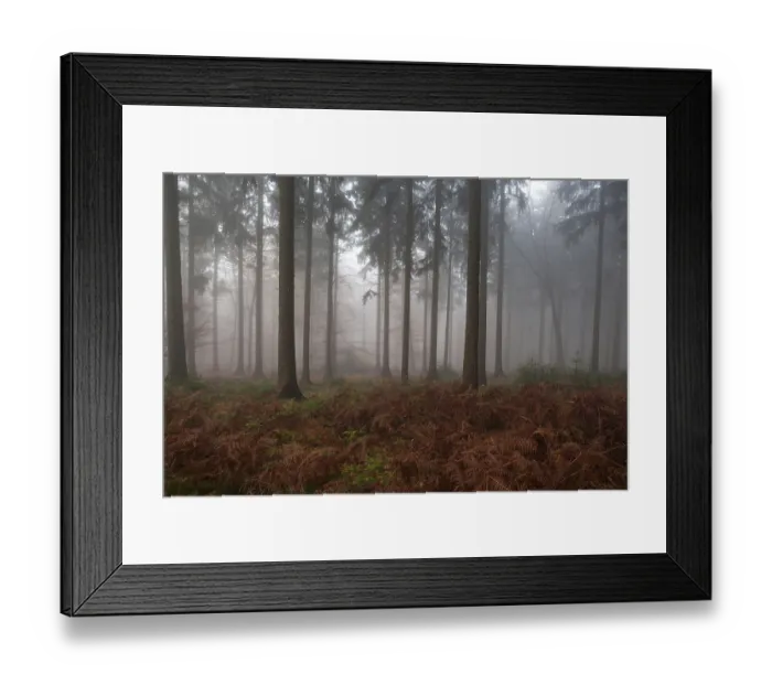 Framed Print : Trees in the forest in the fog Framed Print : Trees in the forest in the fog