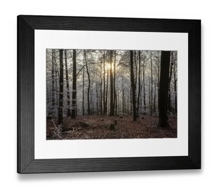 Framed Print : Winter, trees with hoarfrost in the forest Framed Print : Winter, trees with hoarfrost in the forest