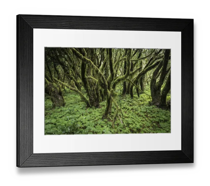 Framed Print : Cloud forest, laurel forest, Garajonay National Park Framed Print : Cloud forest, laurel forest, Garajonay National Park