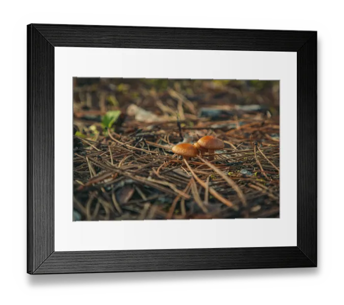 Framed Print : Mushrooms in the forest, autumn Framed Print : Mushrooms in the forest, autumn