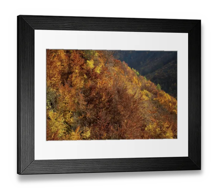 Framed Print : Autumn mixed forest, Swabian Alb
