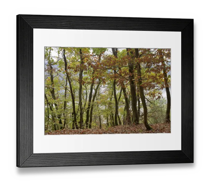 Framed Print : View of the autumnal deciduous forest