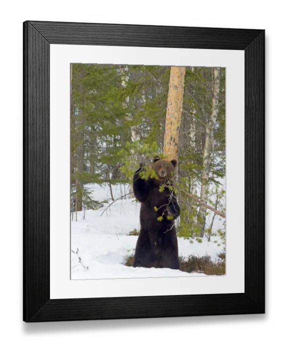 Framed Print : European brown bear (Ursus arctos) rubbing against a tree in a snowy forest Framed Print : European brown bear (Ursus arctos) rubbing against a tree in a snowy forest