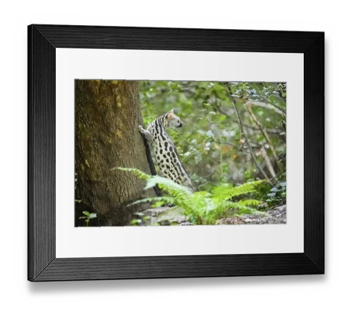 Framed Print : Common genet (Genetta genetta)